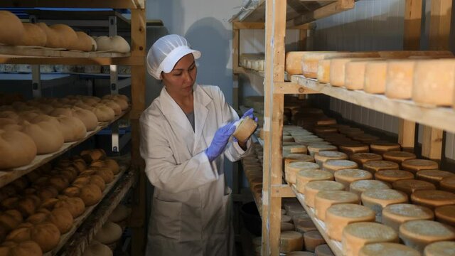 Female cheese dairy worker checks the quality of the cheese