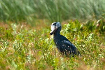 Shoebill, Balaeniceps rex