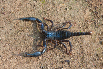 Dangerous Black Scorpion 