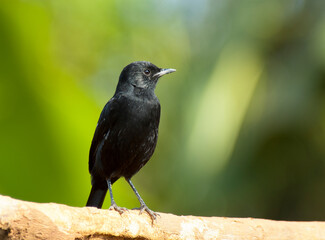 Sooty Chat, Myrmecocichla nigra