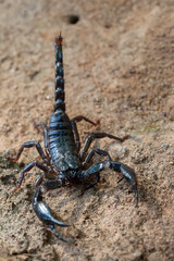Dangerous Black Scorpion 