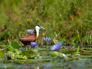 African Jacana, Actophilornis africanus