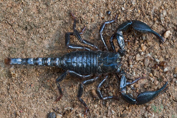 Dangerous Black Scorpion 