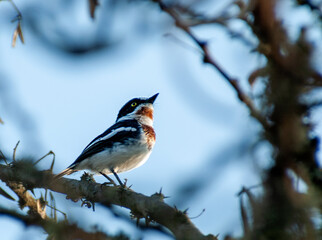 Chinspot batis, Batis molitor