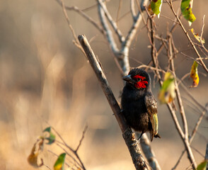 Black-billed barbet, Lybius guifsobalito