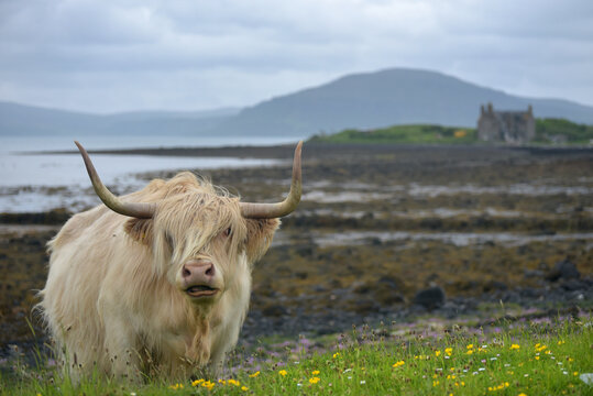Highland cattle near Trumpan on Vaternish peninsula, Isle of Skye, Inner Hebrides, Scotland