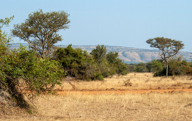 Fototapeta na wymiar Landscape of Lake Mburo