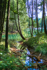 Trees by the lake. The forest is reflected in the water.