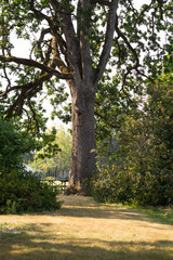 Obraz premium tree in the park