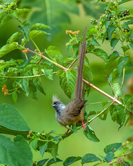 Red-backed Mousebird, Colius castanotus