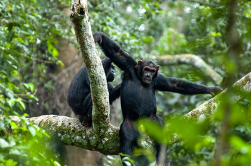 Chimpanzee, Pan troglodytes