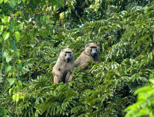 Olive Baboon, Papio anubis