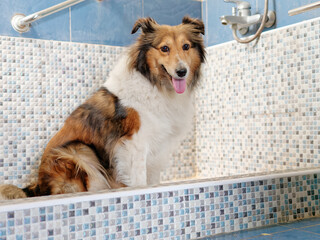 Cute aged Shetland sheepdog in bath room waiting to take bath.