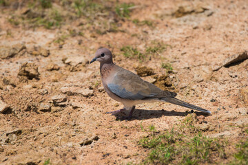 Laughing dove standing on mud