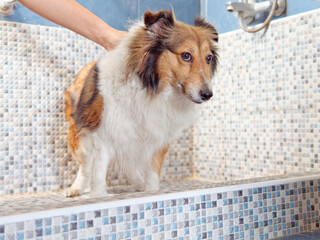 Cute aged Shetland sheepdog in bath room waiting to take bath.