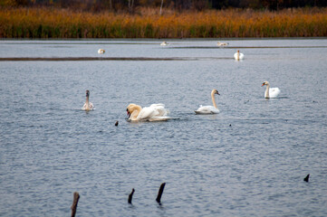 white swans group on the lake swim well under the bright sun