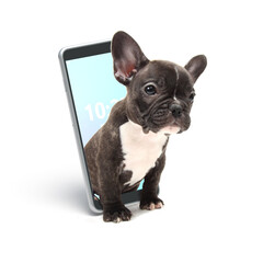 Bouledogue Français qui sort d'un smartphone