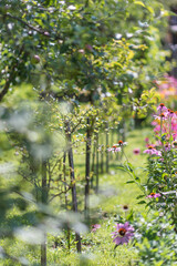 Beautiful colorful blossom garden flower in summer sunlight