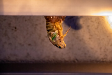 逆さになって殻から抜け出すセミ