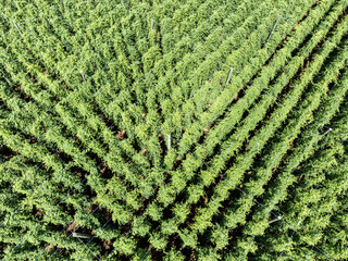 Hopfenplantage in der Draufsicht