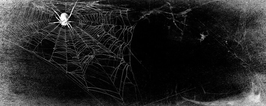 Spider in the cobweb on black grunge background. Halloween party design.	
