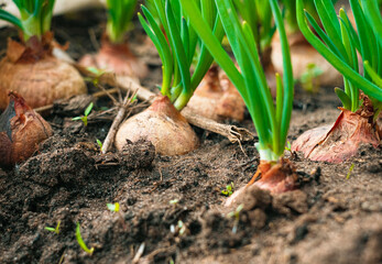 Natural onions grow in the ground. Fresh onions in the home garden