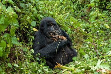 Mountain Gorilla, Gorilla beringei