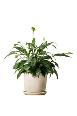 plant isolated on white background include clipping path