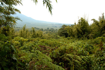 Landscape Virunga NP, Rwanda