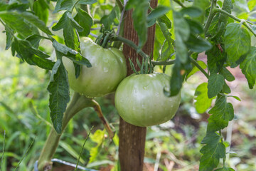 green tomatoes on a vine
