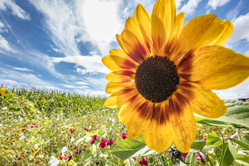 Fototapety na wymiar - Fototapeta24.pl