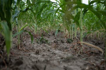 Natural background with growing leaves of corn.