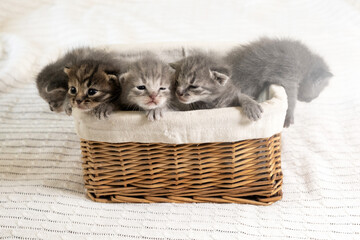 Fototapeta na wymiar Five small multicolored cats kittens sit in a wicker brown basket