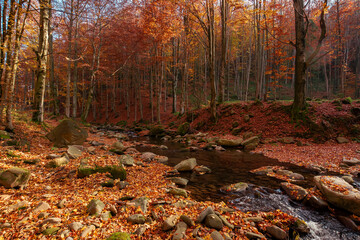 Fototapeta premium mountain river in the autumn forest. trees in fall foliage. leaves on the stones and ground by the shore of a clean water flow. warm sunny weather