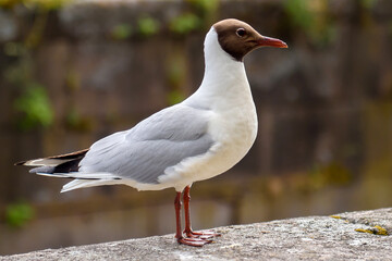 Fototapeta premium Sea gull on the old pier. Close-up of seagull bird.