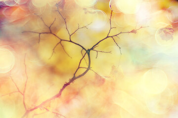 abstract autumn fall background leaves yellow nature october wallpaper seasonal