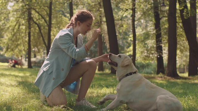 Full shot of blue-eyed Caucasian woman wearing blue blazer, training and playing with big white dog in sunny summer park