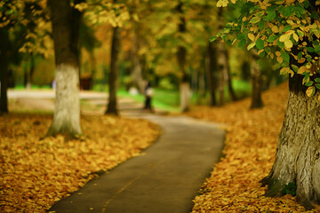 alley in autumn park landscape, fall yellow road seasonal landscape in october in the city