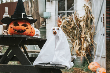 poodle dog on the porch of a house decorated to celebrate a Halloween party