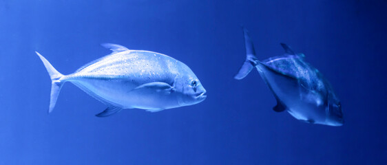 The crevalle jack Caranx hippos, also known as the common jack, black-tailed trevally, couvalli...
