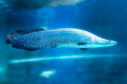 Arapaima gigas, predatory fish in blue water also known as pirarucu, is a species of arapaima native to the basin of the Amazon River. Once believed to be the sole species in the genus, it is among
