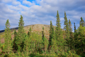 summer landscape in forest background panorama nature summer season landscape trees