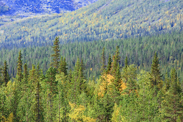 forest in the mountains landscape beautiful green nature summer background forest