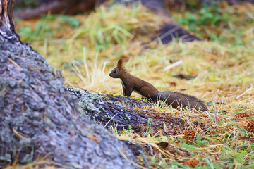 squirrel small wild animal in nature in autumn