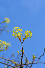 Norway maple