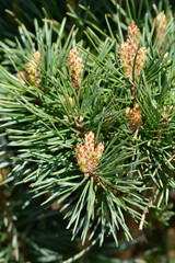 Scots pine Chantry Blue