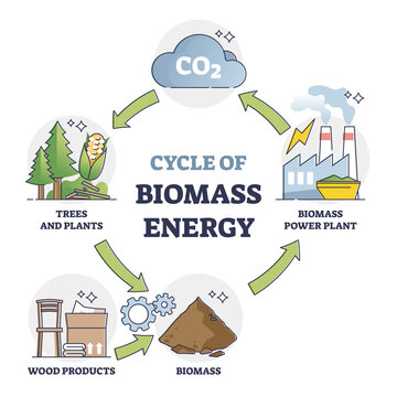 Cycle of biomass energy as direct combustion in power plant outline diagram. Educational labeled explanation with CO2 conversion to environmental resource vector illustration. Natural recycling method