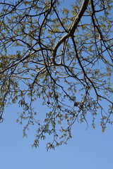 White poplar