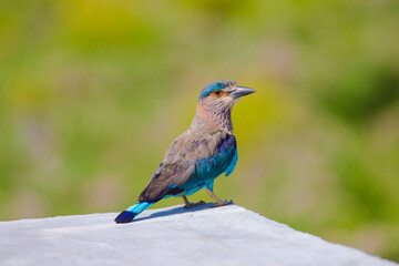 Indian roller bird sitting on a wall during daylight 