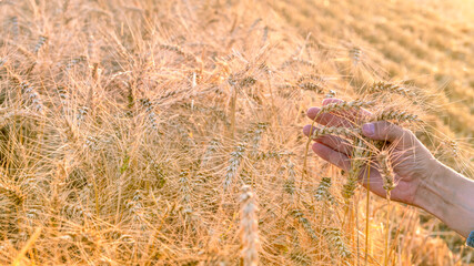 A man's hand holds ripe ears of wheat on the field during the harvest.